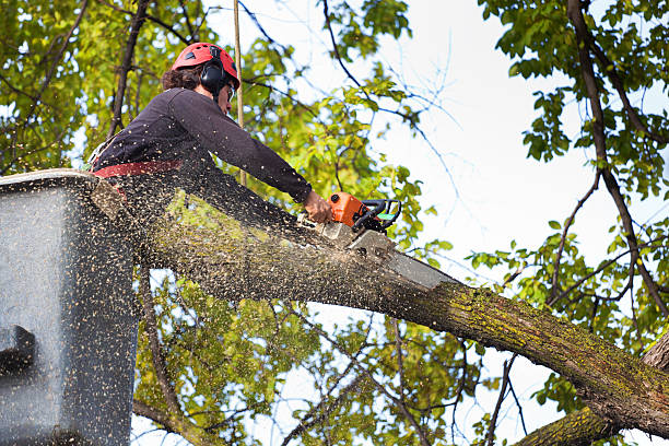  Sylvan Lake, MI Tree Services Pros